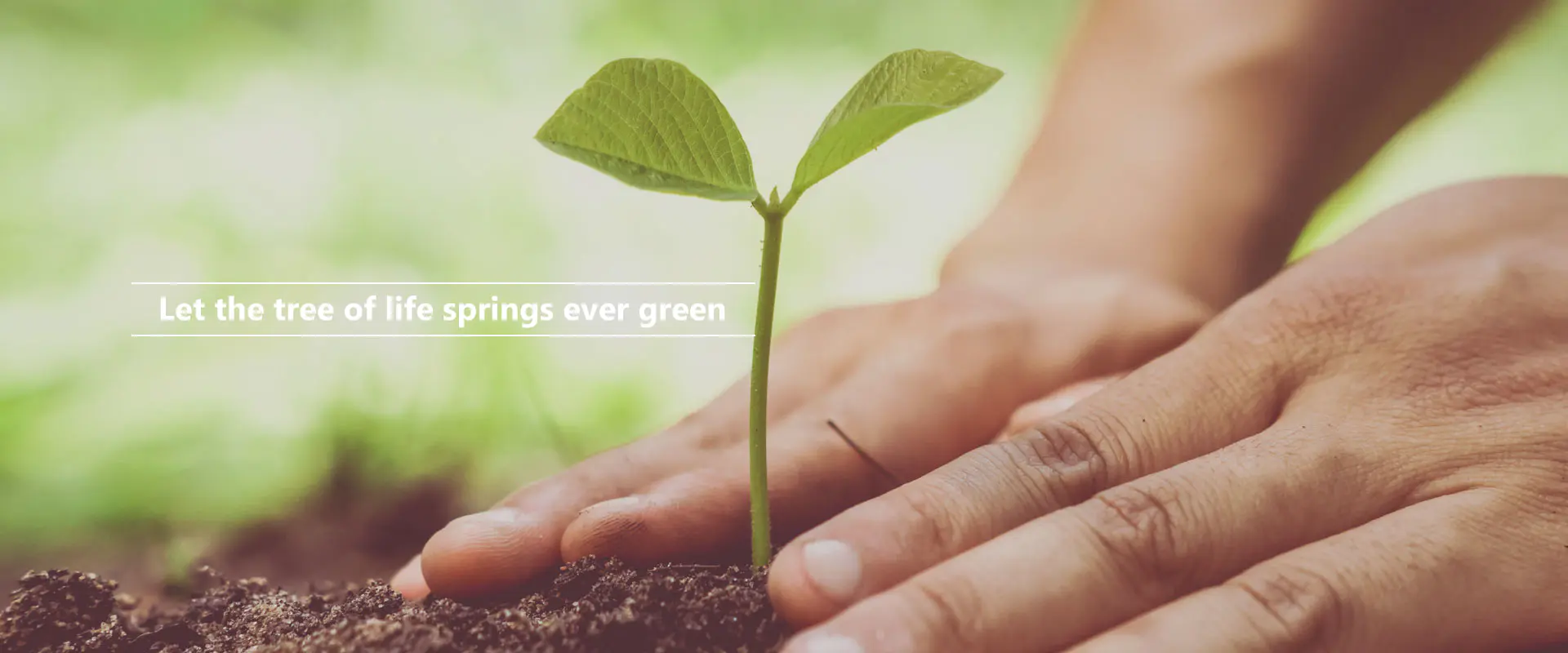 دع شجرة الحياة تنبع دائمًا خضراء